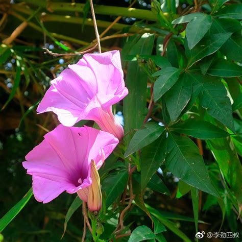 五爪金龍竹|Ipomoea cairica